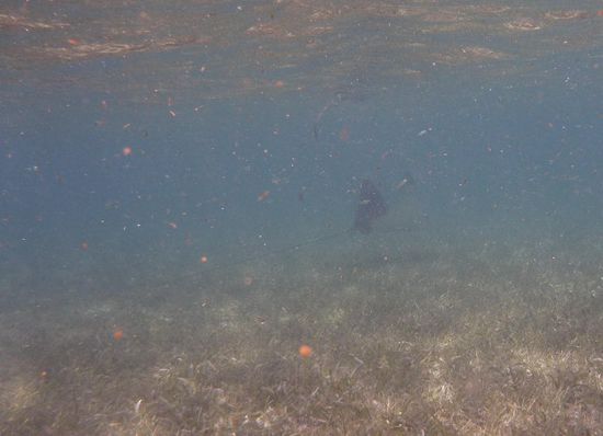 Der Schatten im Bild ist eine Stachelroche. Diese Viecher sind ganz friedlich durch die Gewaesser geschwadert...