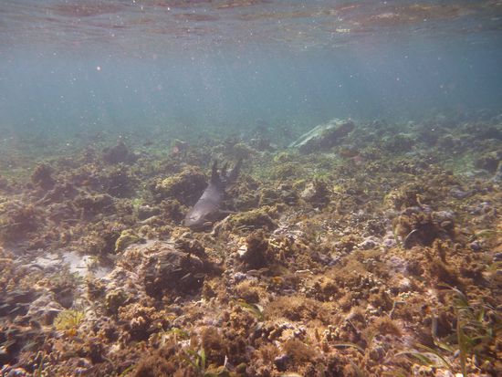 Ein Riff-Hai. Sogar die Schnorchelkollegen auf dem entfernten Boot haben Lorenas Schrei durch den Schnorchel gehoert, ca. 10 Sekunden spaeter war Sie dann auch auf dem Boot (wusste gar nicht dass Sie so schnell schwimmen kann). 