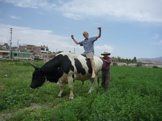 Das ist keine Fotomontage: Jemand musste diesen Stier ja zaehmen.