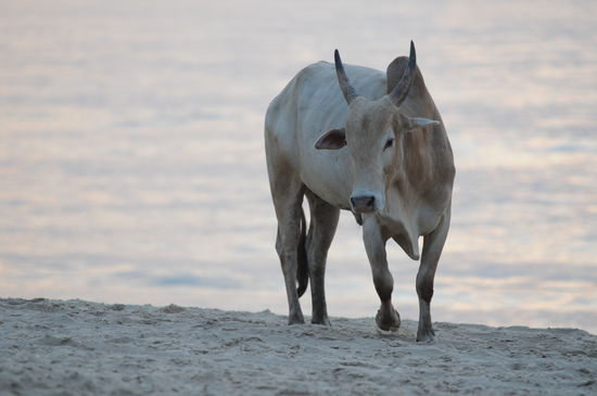 Komische Stranderscheinung....