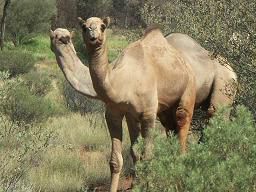 Kamel hets do unge auno! Die tschauple au eifach wueud duere Outback.