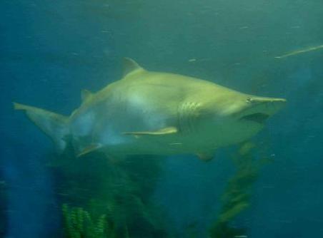 Im Aquarium von Melbourne aufgenommen.
