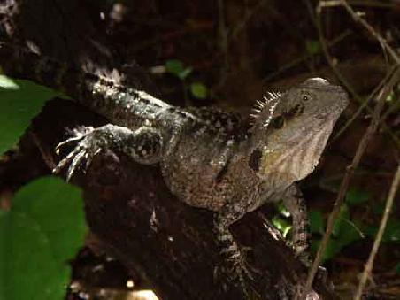 grosse Eidechse oder kleiner Drachen?