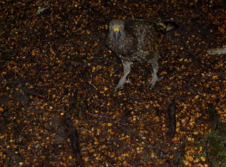 Dies ist ein Kea. Wahrscheinlich einer der boesartigsten Voegel der Welt. Diese Viecher attackieren die Campingausruestung und machen einen ziemlichen Laerm.