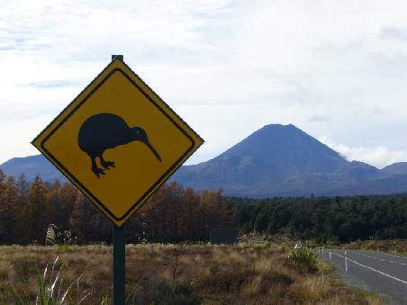Der erste und einzige Kiwi den wir bis jetzt gesehen haben.