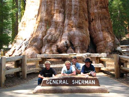 Sherman Tree, weltweit groesste Tanne