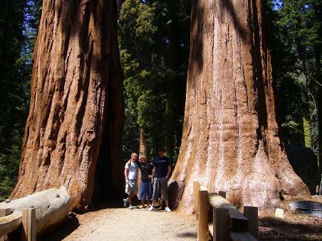 Giant Forest (Sequoia Nationalpark)