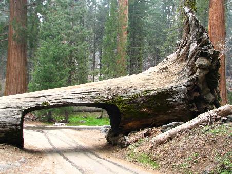 Giant Forest