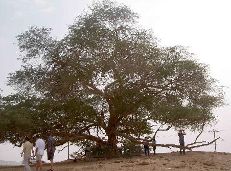 Tree of Life. Dieser Baum steht und lebt nun schon seit 400 Jahren mitten in der Wueste ohne Wasser. Unglaublich aber wahr.