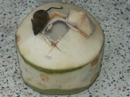Coconut-Cocktail fuer 1 Stutz inkl. Muesli