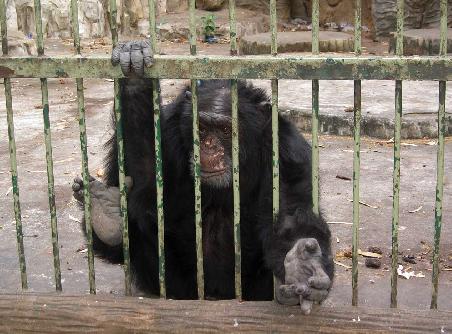 Noch mal ein kleiner King Kong...