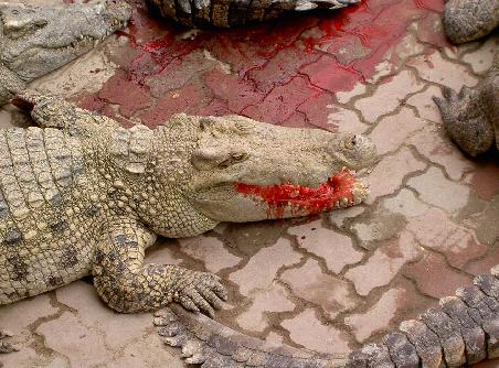 Eines der 60'000 Krokodile in der groessten Farm der Welt (in der Naehe von Bangkok)