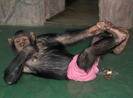 lazy monkey