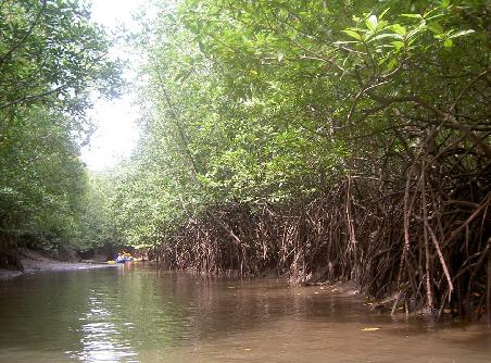 Mangroove Forest in Krabi