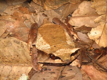 Blattfrosch