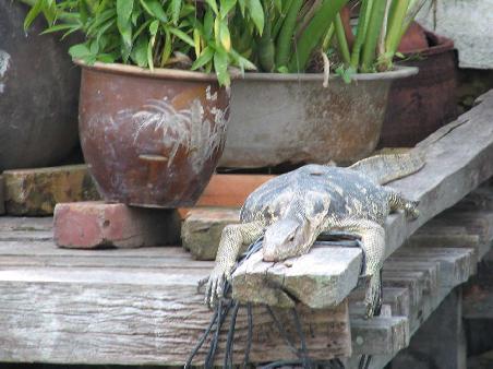 Keine Ahnung was das ist. Irgend so ein grosser Gekko. Die hangen hier ueberall rum.