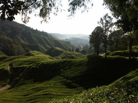 Cameron Highlands (sind alles Tee-Plantagen)