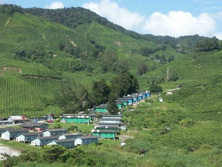 Cameron Highlands. In den Huetten leben die Plantagen Arbeiter (die meisten sind Inder)