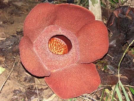Groesste Blume hier in Malaysia (villicht au waeutwyt). Durchmesser 96cm.