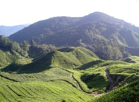 Cameron Highlands