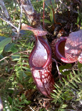 Spez. Blume der Cam. Highlands