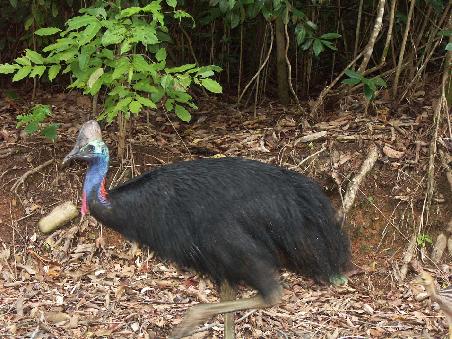 Cassowaries. Diese Huehner trampeln hier ab und zu ueber die Strassen und lassen sich ueberhaupt nich stoeren von heranbrausenden Autos. Auch wir mussten gelegentlich bremsen.