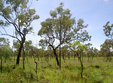 Desert bei Undara (ist ein Vulkan/Gebiet in QLD)