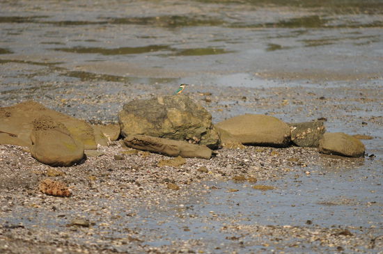 Interessanter Gast oder Einwohner. Falls ihr gute Augen habt, könnt ihr ihn/sie vielleicht sehen