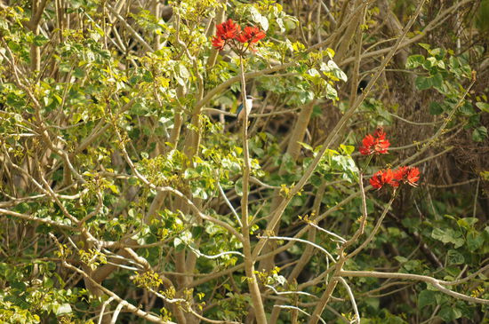 Auch hier versteckt er/sie sich.