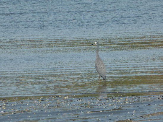 ein anderer komischer Vogel, mit welchem wir den Strand teilen mussten 