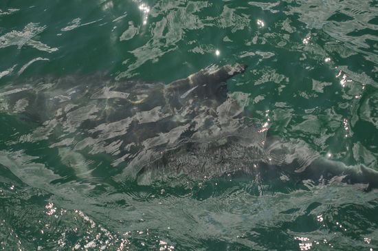 The great white Shark / der weisse Hai...