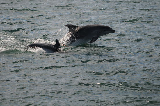 Nein, Irrtum - es ist Flipper...