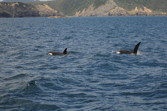 nicht erwartete Besucher