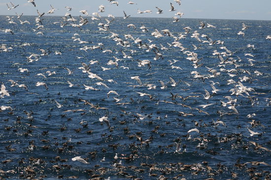 Wo es Fische hat, hat es auch Vögel