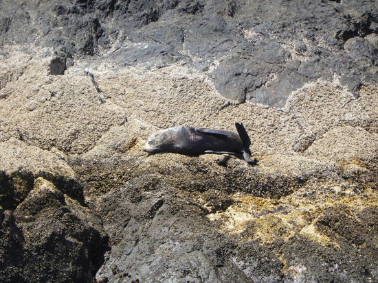 Wie wir, am liebsten am faulenzen und Sonne tanken