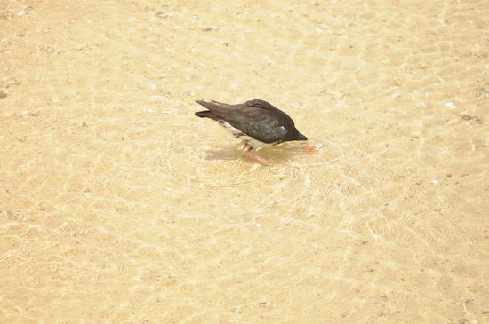 Besser den Kopf ins Wasser als in den Sand zu stecken... 