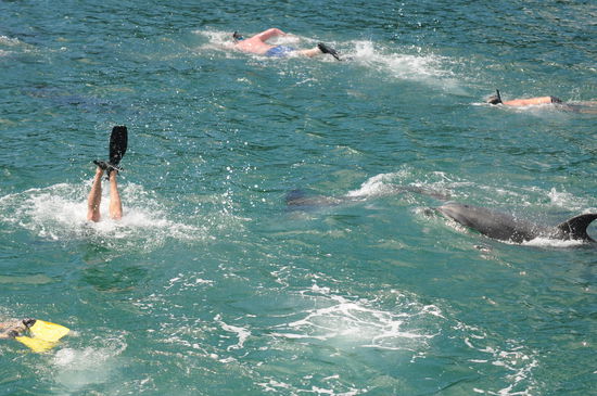 Schwimmen mit Delfinen - ein unglaubliches Erlebnis!