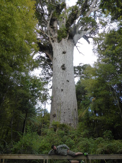 Kauri Tree welcher etwa 2000 Jahre alt sein könnte... und der etwas jüngere Cyril