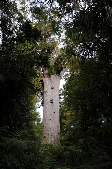Der Durchmesser dieses Baumes beträgt knapp 14 Meter und die Höhe 18 was leider auf den Fotos nicht so eindrücklich zur Geltung kommt.