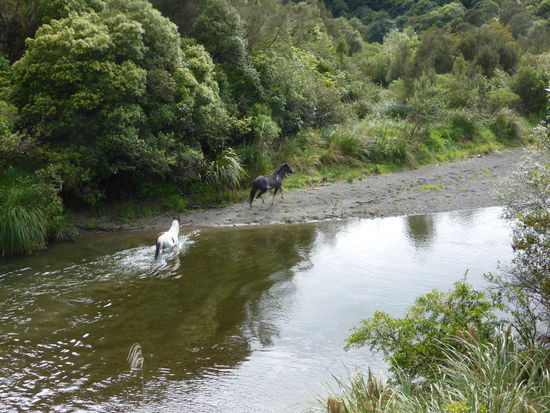 Das wär öppis füre Gölä hie hetts nämlich wildi Ross
