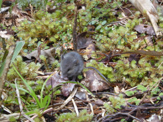 Was raschelt den hier ????