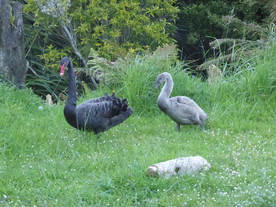 E Schwan so wiis wie Schnee.... ups, do hätt dr Gölä aber weniger Fröid gha 