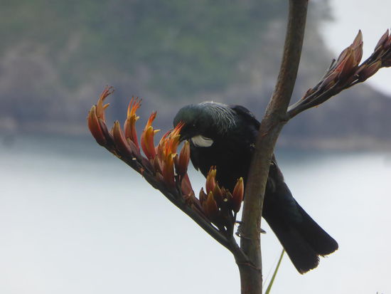 e Tui wo tönt wie ne Helikopter wenn er flügt und luschtig Grüsch vo Chrächze bis Pfiffe macht 
