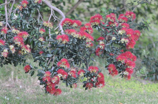 die Nöiseeländische Wiehnachtsböim si scho am Blüehie