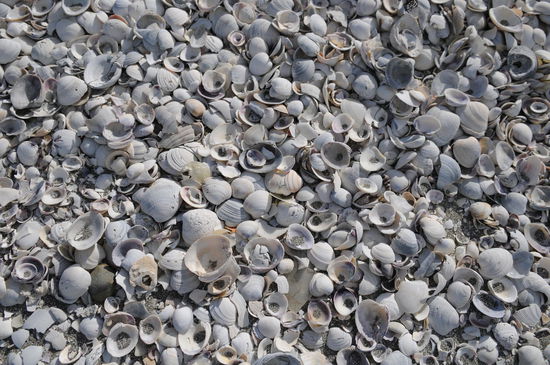 E Strand vou Muschle