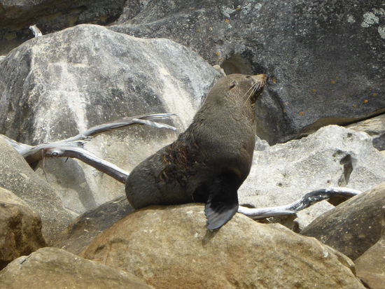 New Zealand Fur Seal