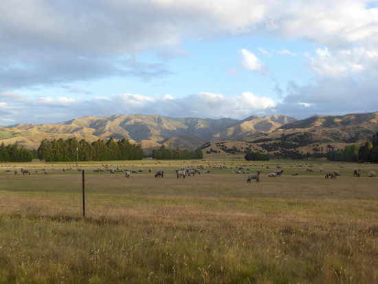 Irgendwo unterwegs Richtung Küste, typisch Neuseeland