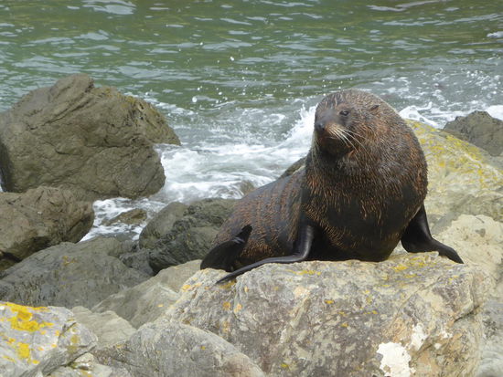 Die Schafe der Küste... *mmmääääähhhhh*