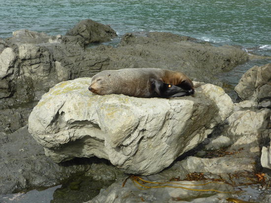 Die meisten liegen nur faul in der Sonne