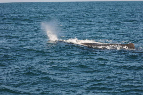 Unser erster Pottwal!